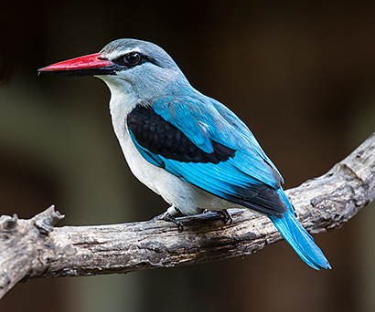 Woodland Kingfisher